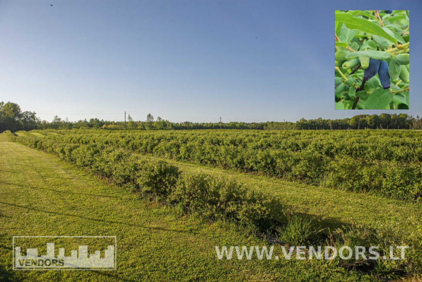 Parduodamas namas Jūros g., Žadvainų k., Rietavo sav., 251.91 m² ploto 4 kambariai 5