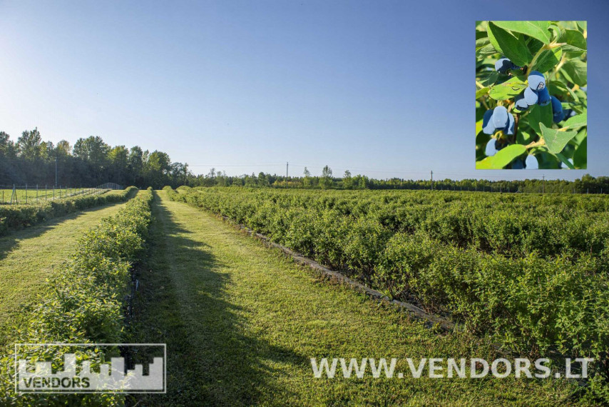 Parduodamas namas Jūros g., Žadvainų k., Rietavo sav., 251.91 m² ploto 4 kambariai 6