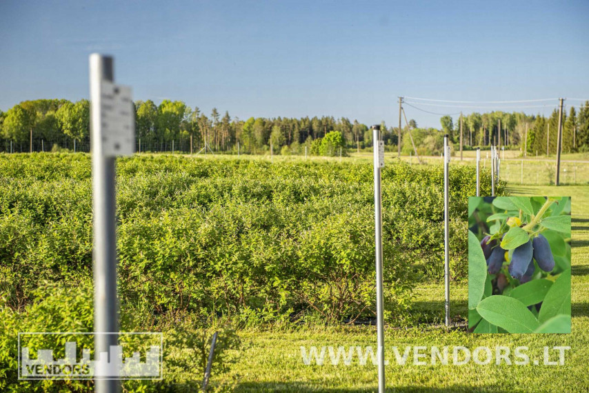 Parduodamas namas Jūros g., Žadvainų k., Rietavo sav., 251.91 m² ploto 4 kambariai 7