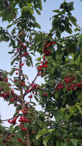 Parduodamas namas Upelio g., Lapių mstl., Kauno r. sav., 382.00 m² ploto 6 kambariai 7