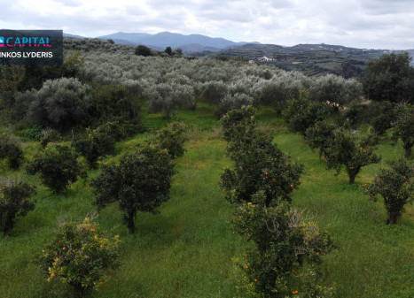 Parduodamas sklypas 1152.00 a ploto Parduodamas sklypas 1152.00 a ploto