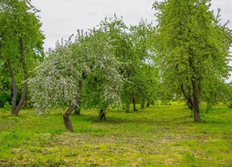Parduodamas namas Dvaro g., Jasiuliškio k., Ukmergės r. sav., 143.58 m2 ploto, 1 aukštai Parduodamas namas Dvaro g., Jasiuliškio k., Ukmergės r. sav., 143.58 m2 ploto, 1 aukštai