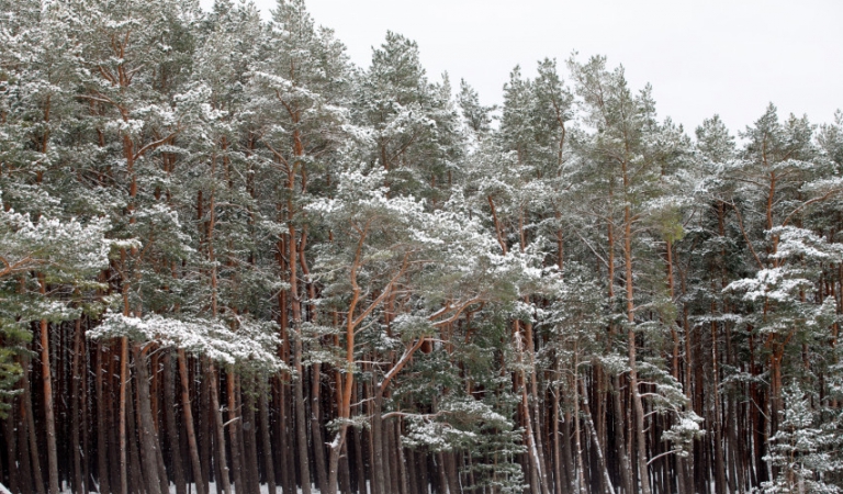 Lietuvoje mišką būtų galima įveisti 157 tūkst. hektarų žemės plote